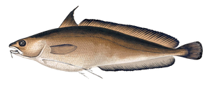 Mostelle de Roche (Phycis Phycis)