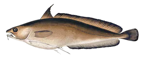 Mostelle de Roche (Phycis Phycis)