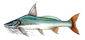 Barbado (Pinirampus Pirinampu)