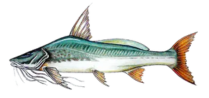 Barbado (Pinirampus Pirinampu)