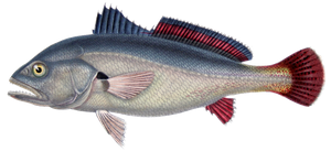 Acoupa (Plagioscion Squamosissimus)