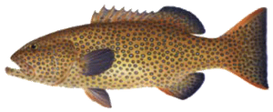 Mérou Queue Carrée (Plectropomus Areolatus)