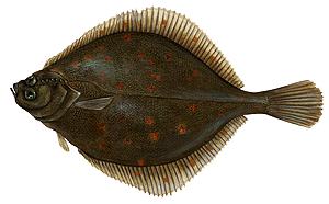 Carrelet (Plie Commune) (Pleuronectes Platessa)