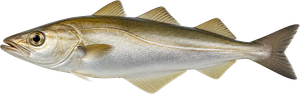 Lieu Jaune (Pollachius Pollachius)