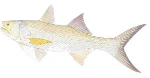 Barbure Gros-Doigts (Capitaine) (Polydactylus Macrochir)