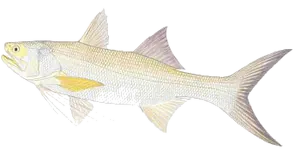 Barbure Gros-Doigts (Capitaine) (Polydactylus Macrochir)