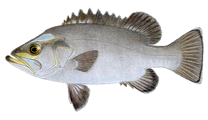 Cernier (Polyprion Americanus)