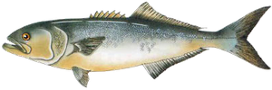 Tassergal (Pomatomus Saltatrix)