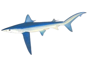 Requin Bleu (Peau Bleue) (Prionace Glauca)