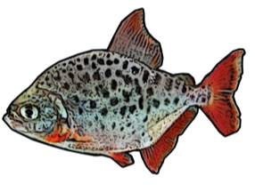 Caribe (Pristobrycon Maculipinis)