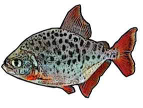 Caribe (Pristobrycon Maculipinis)