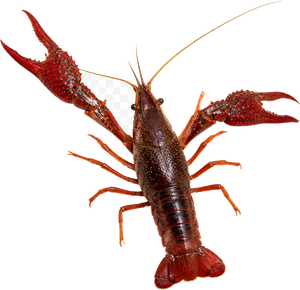 Écrevisse de Louisiane (Procambarus clarkii)