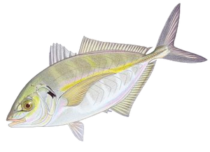 Carangue Dentue (Pseudocaranx Dentex)