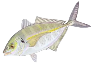 Carangue Dentue (Pseudocaranx Dentex)