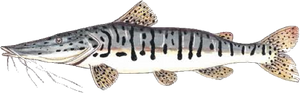 Torche Tigre (Pseudoplatystoma Fasciatum)