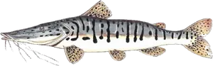 Torche Tigre (Pseudoplatystoma Fasciatum)