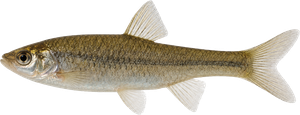 Pseudorasbora (Pseudorasbora parva)