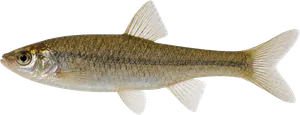 Pseudorasbora (Pseudorasbora parva)