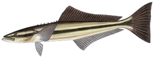 Cobia (Rachycentron Canadum)