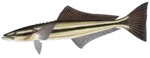 Cobia (Rachycentron Canadum)