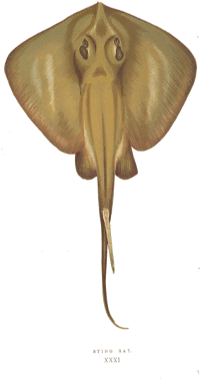 Raie pastenague (Dasyatis pastinaca)