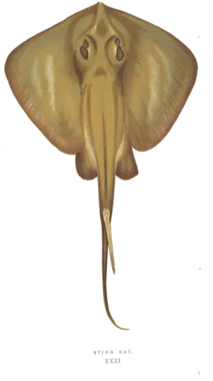 Raie pastenague (Dasyatis pastinaca)