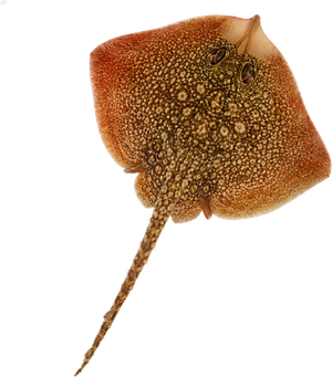 Raie bouclée (Raja clavata)