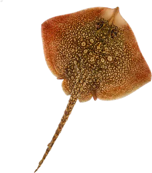 Raie bouclée (Raja clavata)