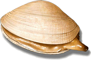 Palourde Commune (Ruditapes Decussatus)