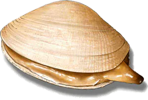 Palourde Commune (Ruditapes Decussatus)