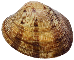 Palourde Japonaise (Ruditapes Philippinarum)