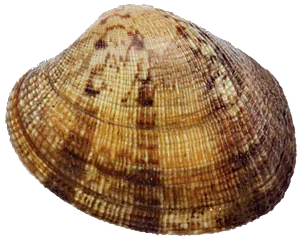 Palourde Japonaise (Ruditapes Philippinarum)