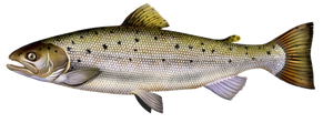 Truite de Mer (Salmo Trutta Trutta)