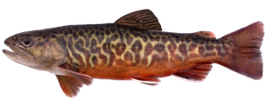 Truite Tigrée (Salmo trutta X Salvelinus fontinalis)