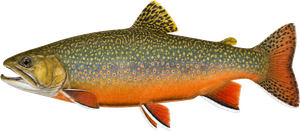 Truite Mouchetée (Saumon de Fontaine - Omble de Fontaine) (Salvelinus Fontinalis)