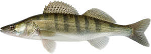 Sandre (Sander Lucioperca)