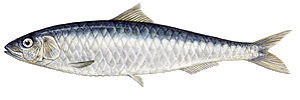 Sardine (Sardina Pilchardus)