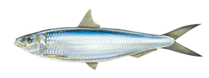 Allache (Sardinella Aurita)