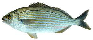 Saupe (Sarpa Salpa)