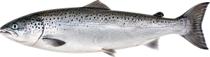 Saumon Atlantique (Salmo salar)