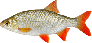 Rotengle (Gardon de Roche) (Scardinius Erythrophthalmus)