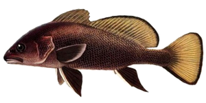 Corb (Sciaena Umbra)