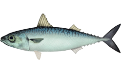 Maquereau Espagnol (Scomber Japonicus)