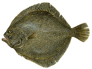 Turbot (Scophthalmus Maximus)