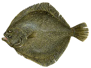 Turbot (Scophthalmus Maximus)