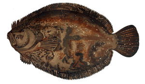 Barbue (Scophthalmus Rhombus)