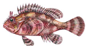 Rascasse Brune (Scorpaena Porcus)