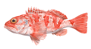 Rascasse Rouge (Chapon) (Scorpaena Scrofa)