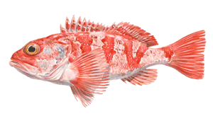Rascasse Rouge (Chapon) (Scorpaena Scrofa)