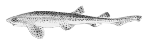 Petite Roussette (Scyliorhinus Canicula)